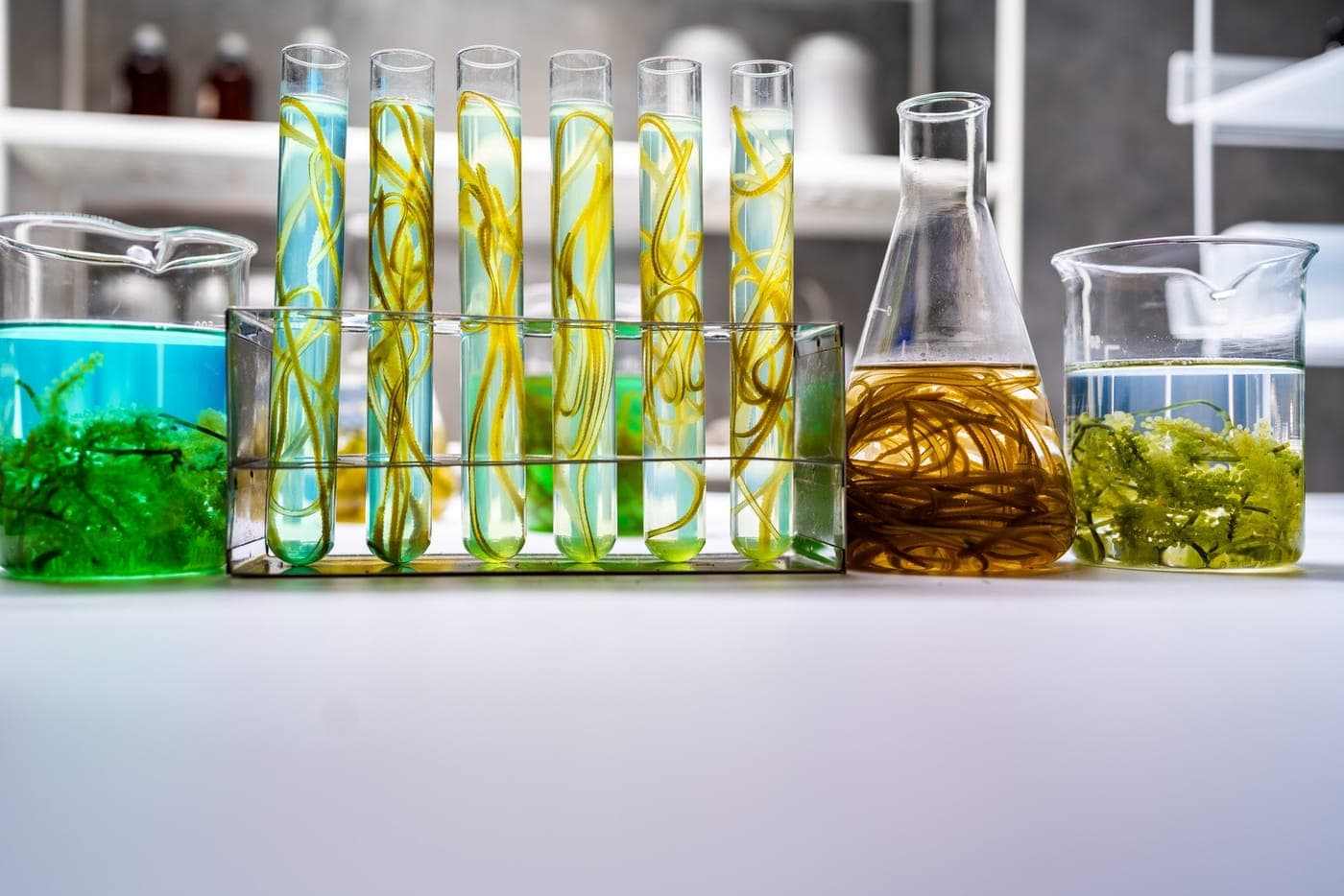 Laboratory glassware with algae and plant extracts
