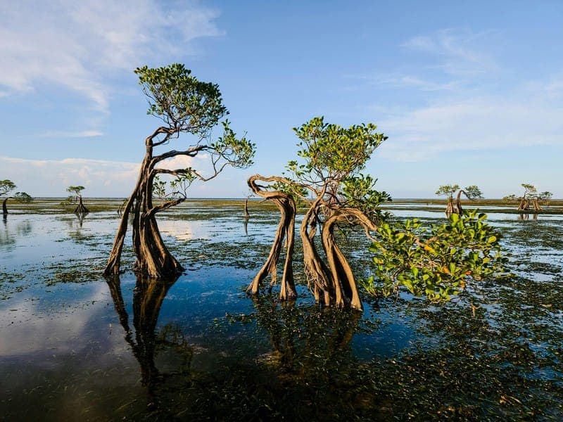 Mangrove trees standing in shallow coastal water