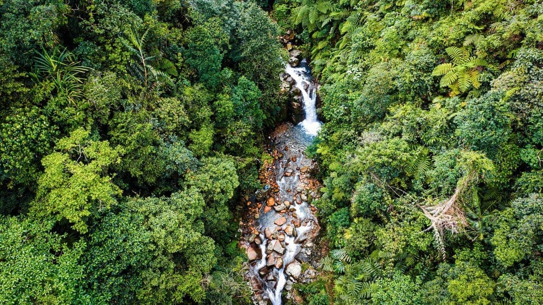 Aerial view of a river through dense forest