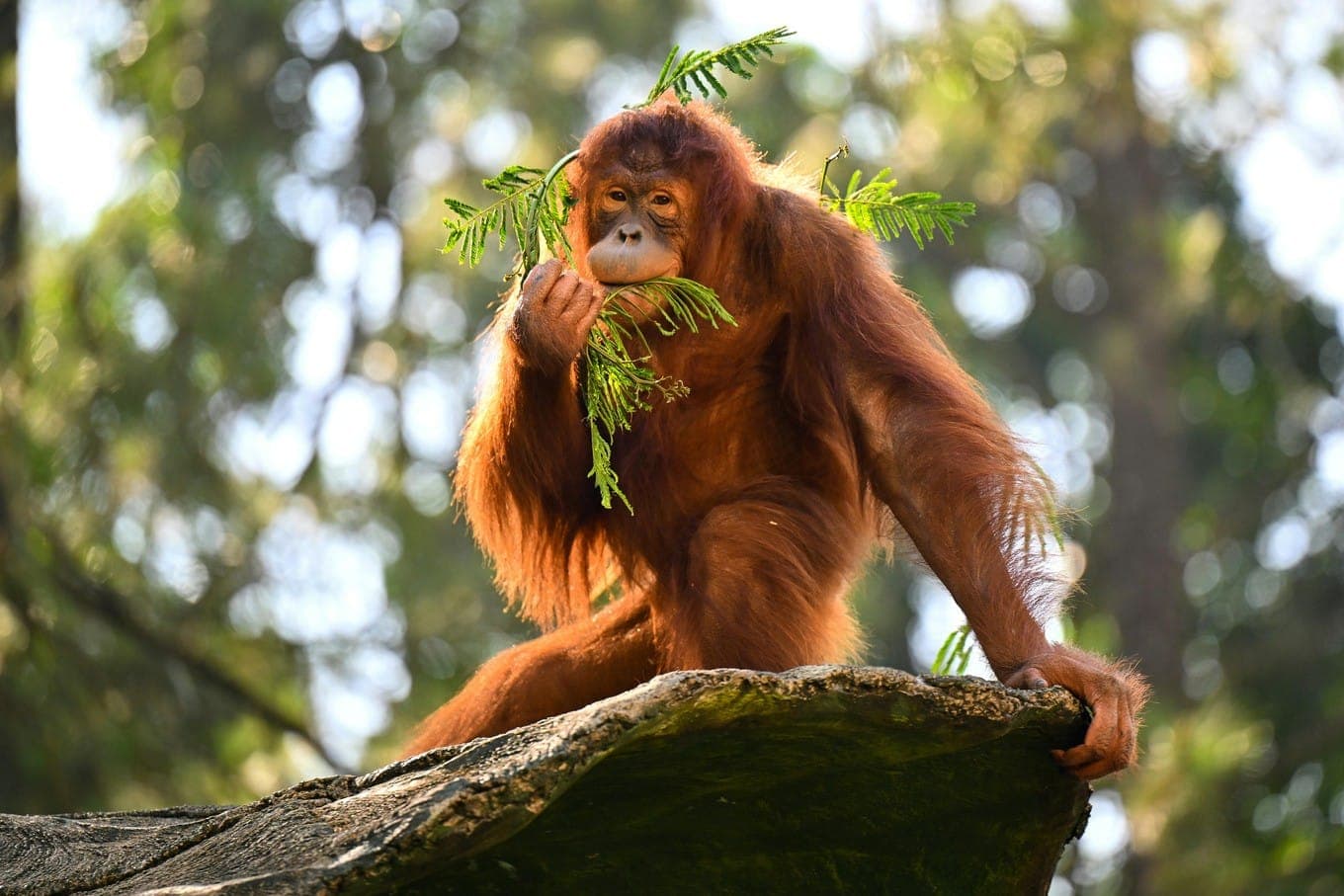 Orangutan duduk di atas batu di hutan