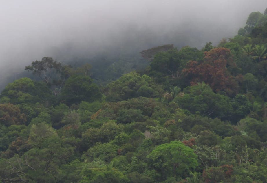 Kabut di atas kanopi hutan tropis yang lebat di lereng bukit